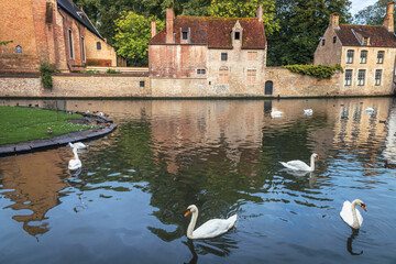 Public park and canal near monastery with swans and ducks, Bruges, Belgium