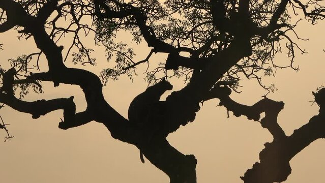 Leopard female silhouette coming down from a tree, Africa 
Kruger National Park, South Africa, 2022
