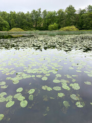 lilypads on a pond in the green park