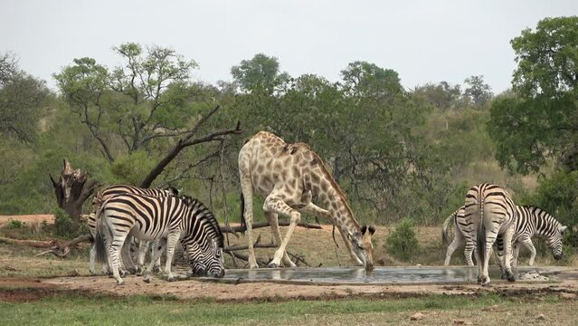 Zebras and giraffes drink from Pond, Africa
Kruger National Park, South Africa, 2022
