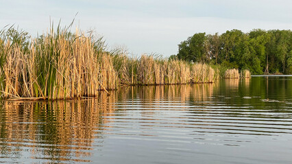 reeds on the lake after sunrise - obrazy, fototapety, plakaty
