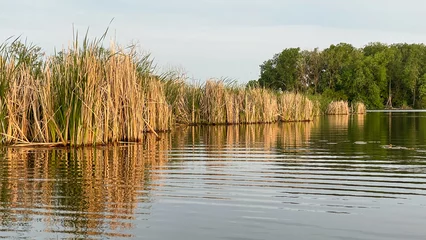 Foto op Canvas reeds on the lake after sunrise © Kurt