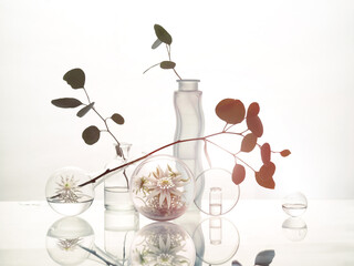 Edelweiss flowers in glass balls, abstract floral arrangement with flowers in glass spheres, eucalyptus twigs. Glass table, reflection, high key, silhouettes of eucalyptus twigs, counterlight, flare.