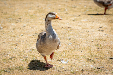 A Grey Goose Standing on One Leg and Looking at the Camera