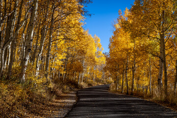 Fototapeta na wymiar Golden Autumn Leaves on Aspen Trees Lining an Asphalt Road in the Fall