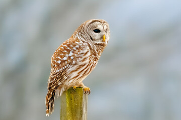 Barred Owl - 566434965