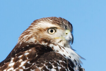 portrait of a red tail hawk - 566434972