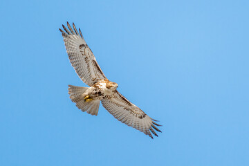 Red Tail Hawk in flight - 566434977