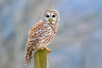 Barred Owl perched on a wooden pole - 566435559