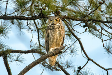 Great Horned Owl on a branch - 566435572
