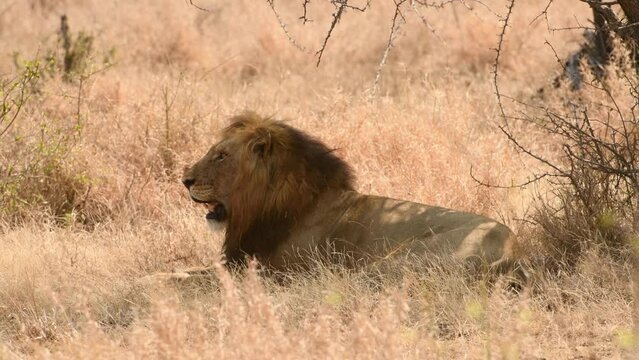 Lion resting under a tree, 2022
Kruger National Park, South Africa, 2022
