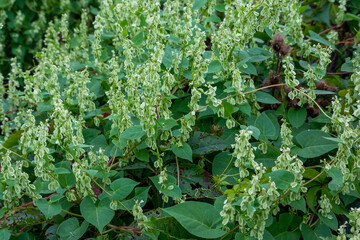 Japanese Knotweed Growing Along The Trail In September In Wisconsin