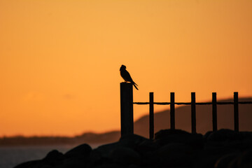 Silueta Gran Canaria