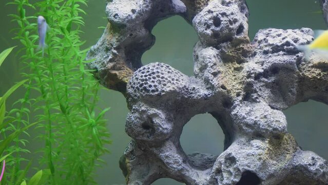 Close up view of glofish in aquarium. Glow fish different colored in tank with big stone, decorations. Gymnocorymbus ternetzi.