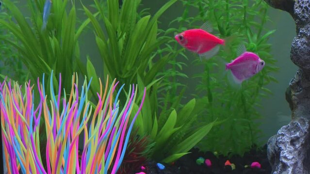 Close up view of glofish in aquarium. Glow fish different colored in tank with big stone, decorations. Gymnocorymbus ternetzi.