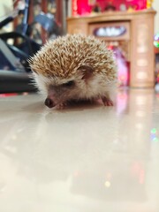 hedgehog