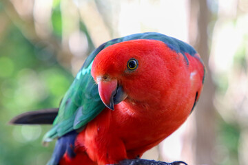 Portrait of a male Australian King parrot.