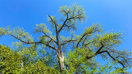 branches against blue sky