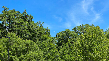 Obraz premium green tree and sky