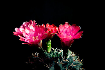 close up blooming flower of gymnocalycium baldianum cactus with studio lighting