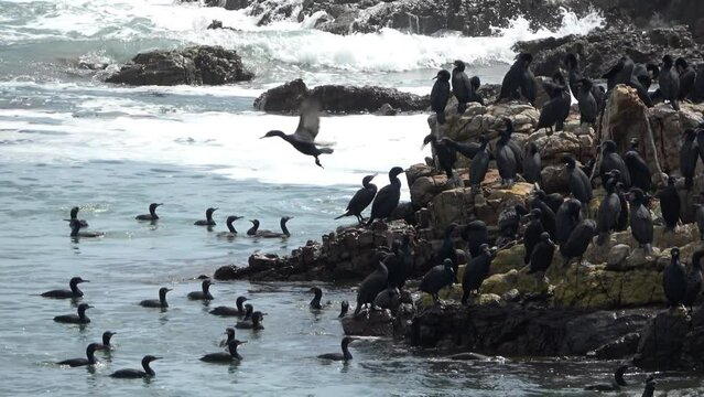 Cape Cormorant flock on rock and in the Indian ocean, 2022
 Cape Cormorant wildlife, Gansbaai, South Africa, 2022
