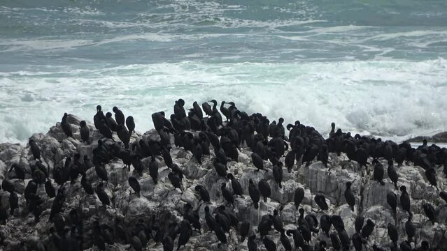 Cape Cormorant flock on rock, Indian Ocean,2022
 Cape Cormorant wildlife, Gansbaai, South Africa, 2022
