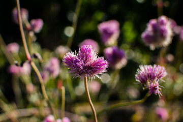 美しい庭園に咲くセンニチコウの花びら