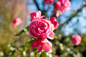 美しい庭園に咲くピンク色のバラの花