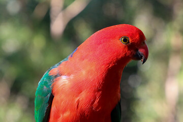 Portrait of a male Australian King parrot.