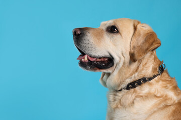 Naklejka na ściany i meble Cute Labrador Retriever in dog collar on light blue background. Space for text