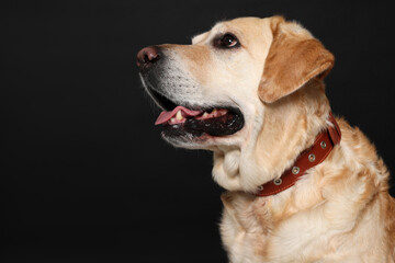 Cute Labrador Retriever in dog collar on black background. Space for text