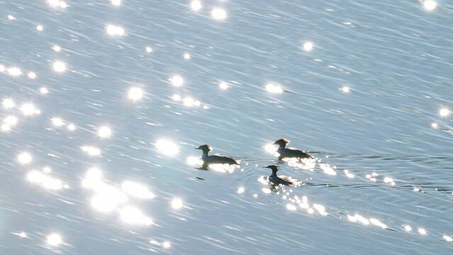 three merganser ducks cruise and swim across a sparkling lake water surface looking for fish to eat