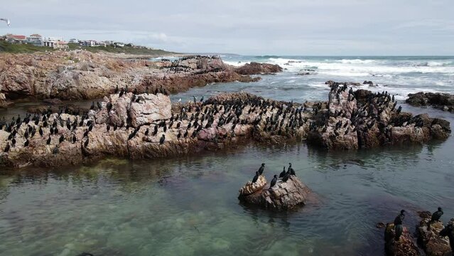 Aerial view over Cape Cormorant flock standing on rocks  
Cape Cormorant wildlife, Gansbaai, South Africa, 2022, Indian ocean, Drone view
