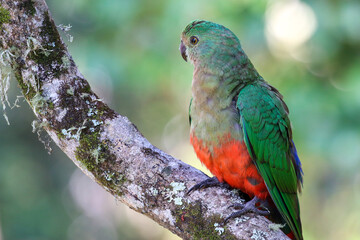 Portrait of a female Australian King parrot.