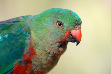 Portrait of a female Australian King parrot.