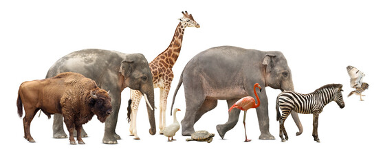 Group of different wild animals on white background, collage