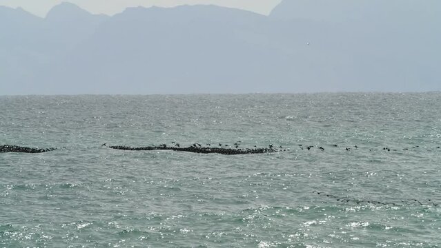 Flock of Cape Cormorants float on waves of the ocean, Indian ocean
Cape Cormorant wildlife, Gansbaai, South Africa, 2022, Indian ocean, 
