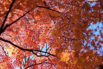 秋、紅葉、紅葉