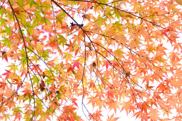秋、紅葉、紅葉