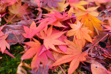 紅葉した落ち葉