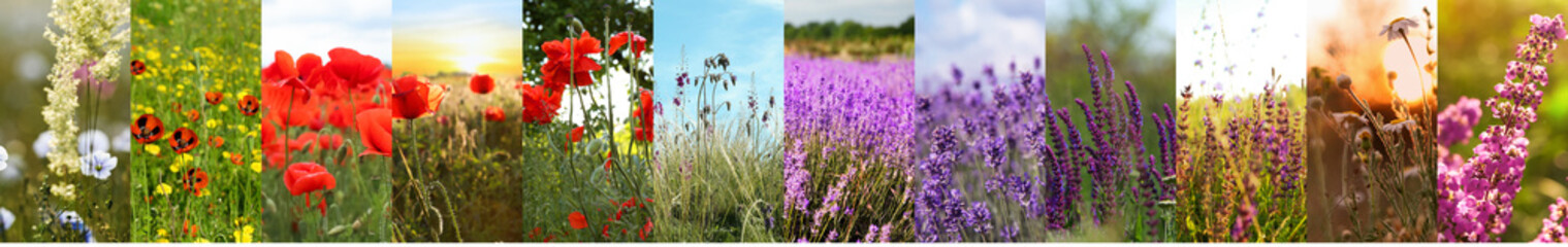 Obraz premium Collage with photos of different beautiful wild flowers