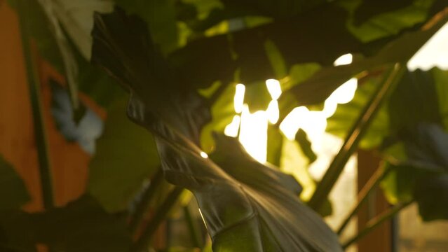 CLOSE UP, DOF: Big leaves of alocasia odora in beautiful sunlight in home jungle. Morning sun's rays peeping through lush foliage of tropical potted plant. Amazing leaf pattern of night-scented lily.