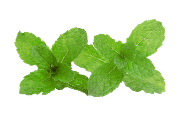 mint leaves on transparent png