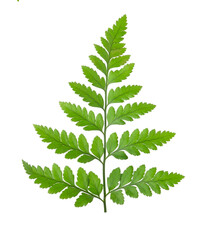 Green fern leaf isolated on transparent png