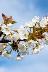 Fototapeta premium white cherry blossom