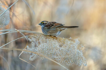 Sparrow perched on dry grasses in the winter with a seed in it's mouth