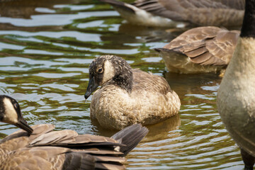 Young goose with water dripping down it's beak