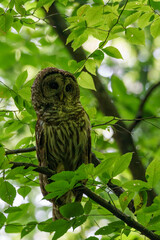 Barred owl tucked away in a green-leafed canopy, looking straight ahead