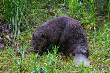 Damp beaver with visible tail scavenging for food
