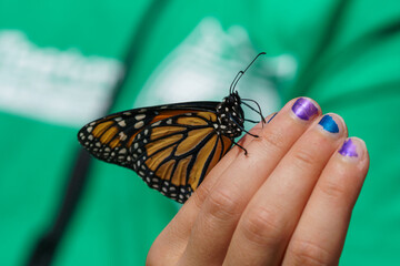 Fototapeta na wymiar Monarch butterfly perched on a child's hand with painted fingernails